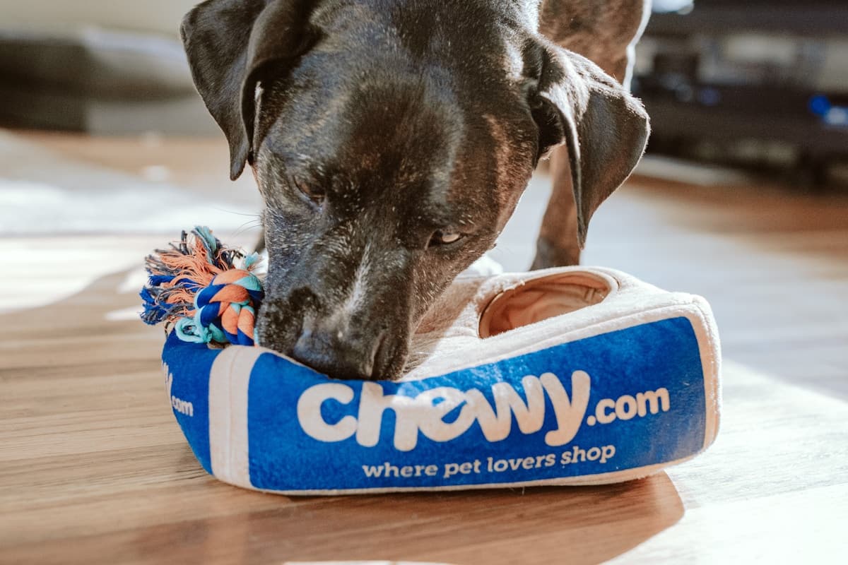 Hotely pro zvířata